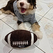 Marlo is registered to the contest to win money with this photo: dog, puppy, toy, football, plush_toy, gray_shirt, floor, tile_floor, happy, playful, pet, animal, indoor, smiling, cute, fur, white, brown, black, closeup