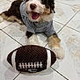 dog, puppy, toy, football, plush_toy, gray_shirt, floor, tile_floor, happy, playful, pet, animal, indoor, smiling, cute, fur, white, brown, black, closeup