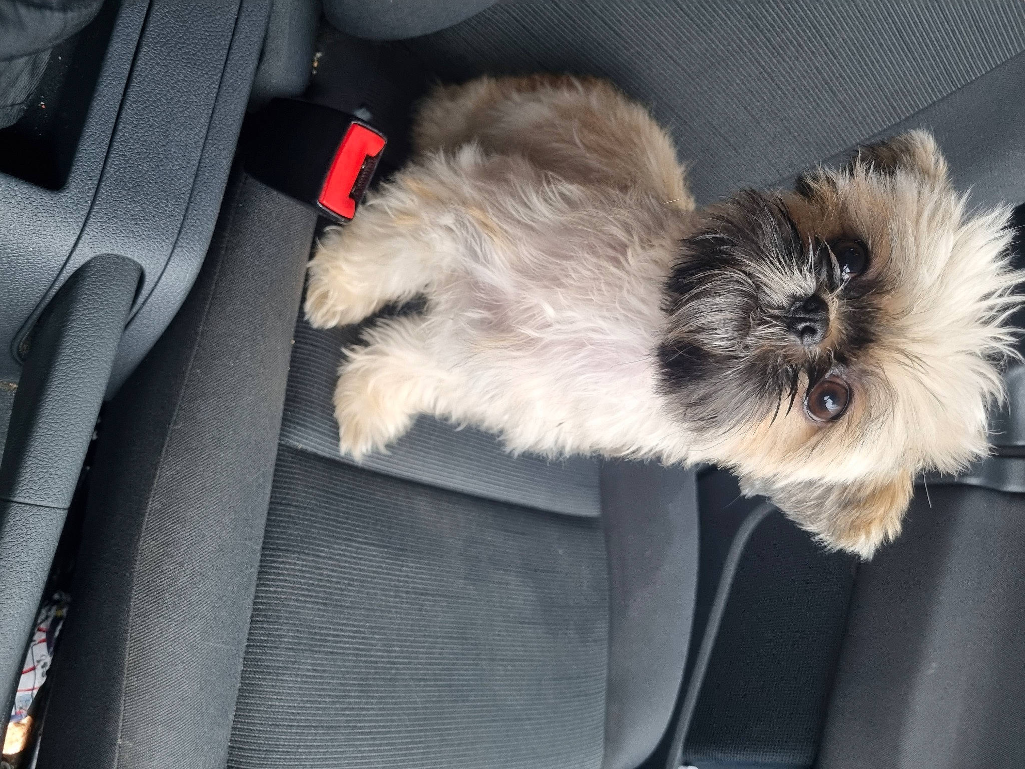 Barbie joined the competition — help win amazing prizes! carnivore, comfort, companion_dog, dog, dog_breed, felidae, fur, grey, paw, personal_luxury_car, shih_poo, small_terrier, small_to_medium_sized_cats, tail, terrier, toy_dog, whiskers