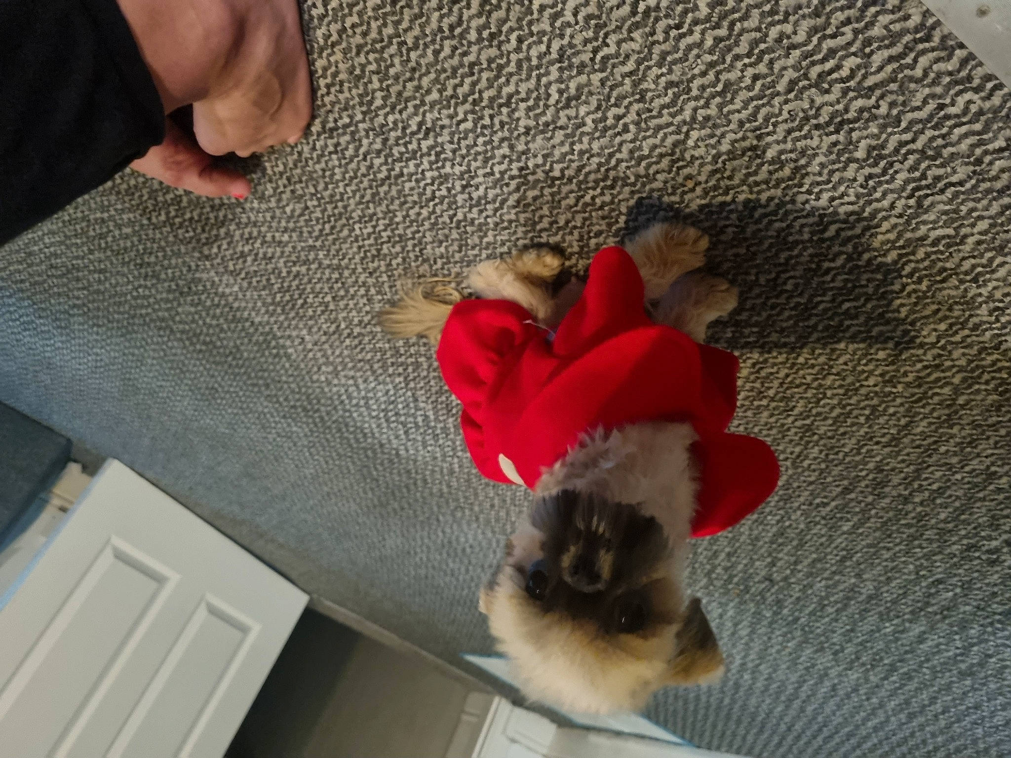 Barbie is registered to the contest to win money with this photo: canidae, carmine, comfort, companion_dog, dog_breed, door, fawn, felidae, flooring, foot, fur, human_leg, nail, petal, plant, room, tail, thigh, wood, wool