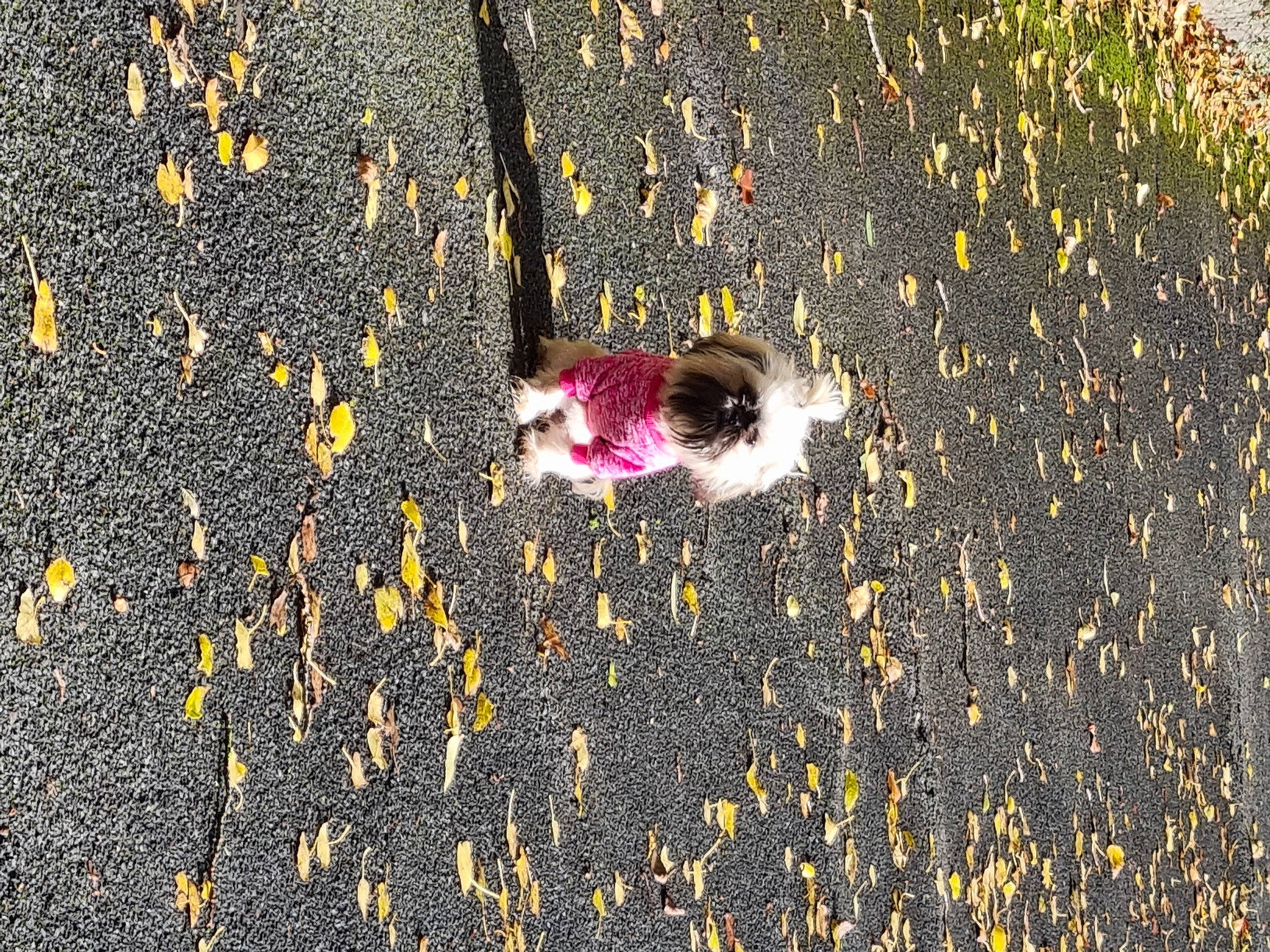 Barbie joined the competition — help win amazing prizes! asphalt, carmine, circle, concrete, grass, landscape, magenta, mixture, pattern, people_in_nature, petal, road, road_surface, sand, shadow, sidewalk, soil, tar, tints_and_shades