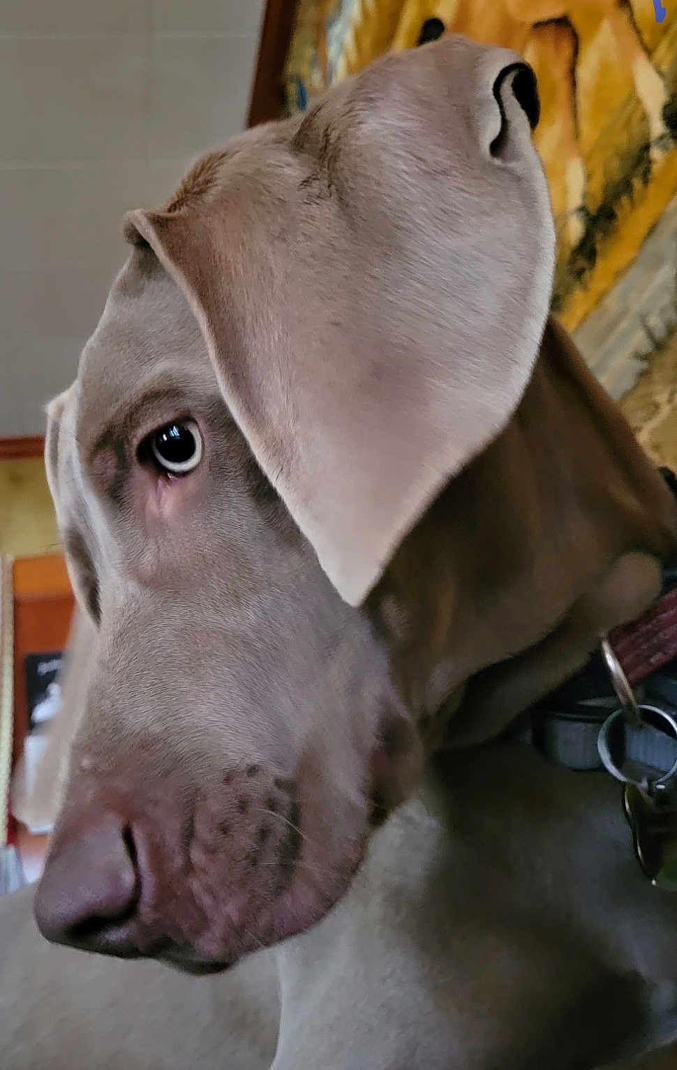 Ruger