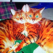 Ziggy And Alex is registered to the contest to win money with this photo: cats, three_cats, bengal_cats, orange_fur, striped_fur, tiger_pattern, animal_portrait, closeup, cuddling, sleeping_area, indoor, blanket, cushion, green_fabric, plaid_fabric, blue_clothing, whiskers, pointed_ears, eye_reflection, pet_photography