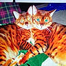 cats, three_cats, bengal_cats, orange_fur, striped_fur, tiger_pattern, animal_portrait, closeup, cuddling, sleeping_area, indoor, blanket, cushion, green_fabric, plaid_fabric, blue_clothing, whiskers, pointed_ears, eye_reflection, pet_photography