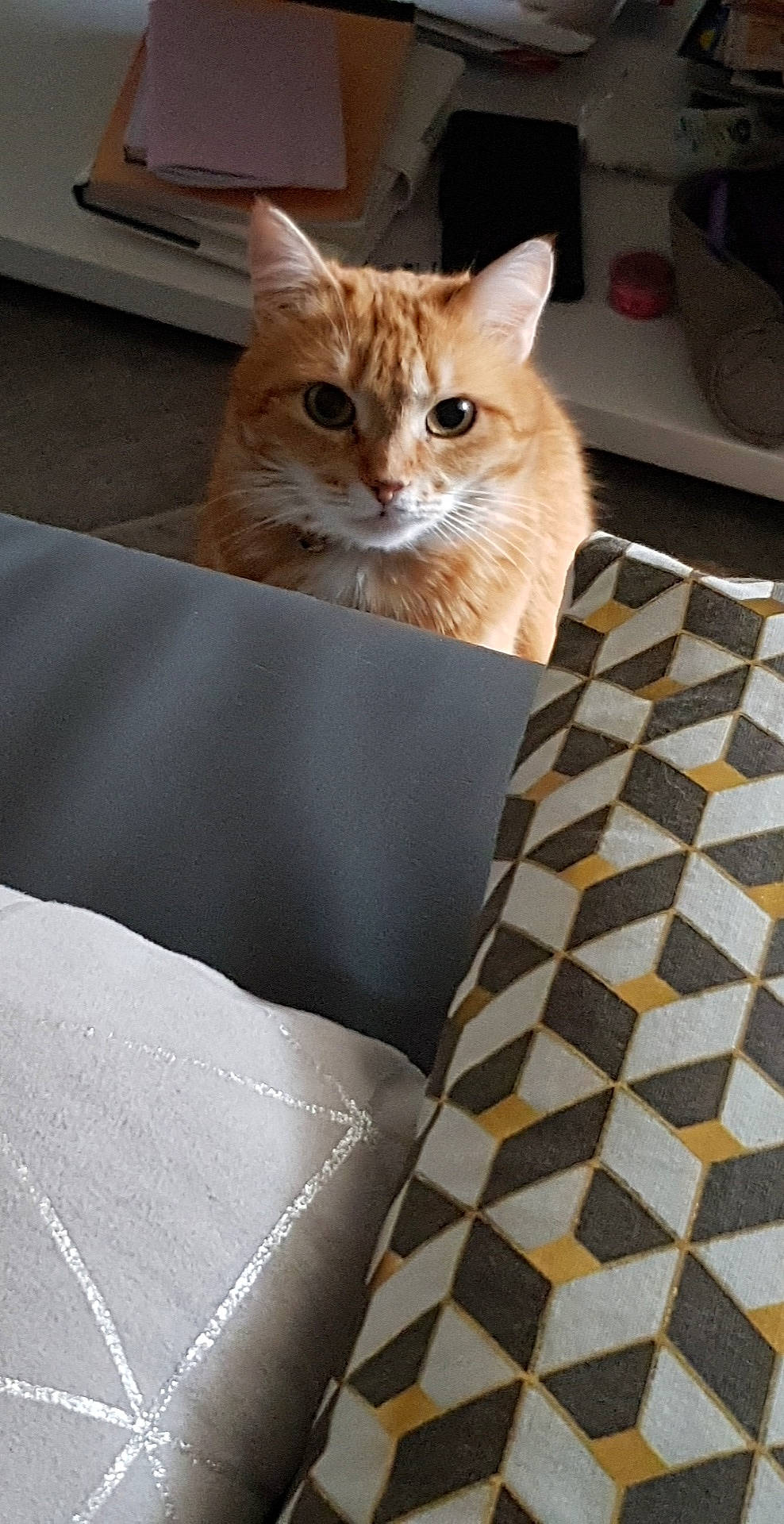 Bichette participe au concours pour gagner de l'argent avec cette photo : aegean_cat, asian, carnivore, cat, domestic_short_haired_cat, european_shorthair, fawn, felidae, fur, kitten, small_to_medium_sized_cats, tabby_cat, turkish_angora, turkish_van, whiskers