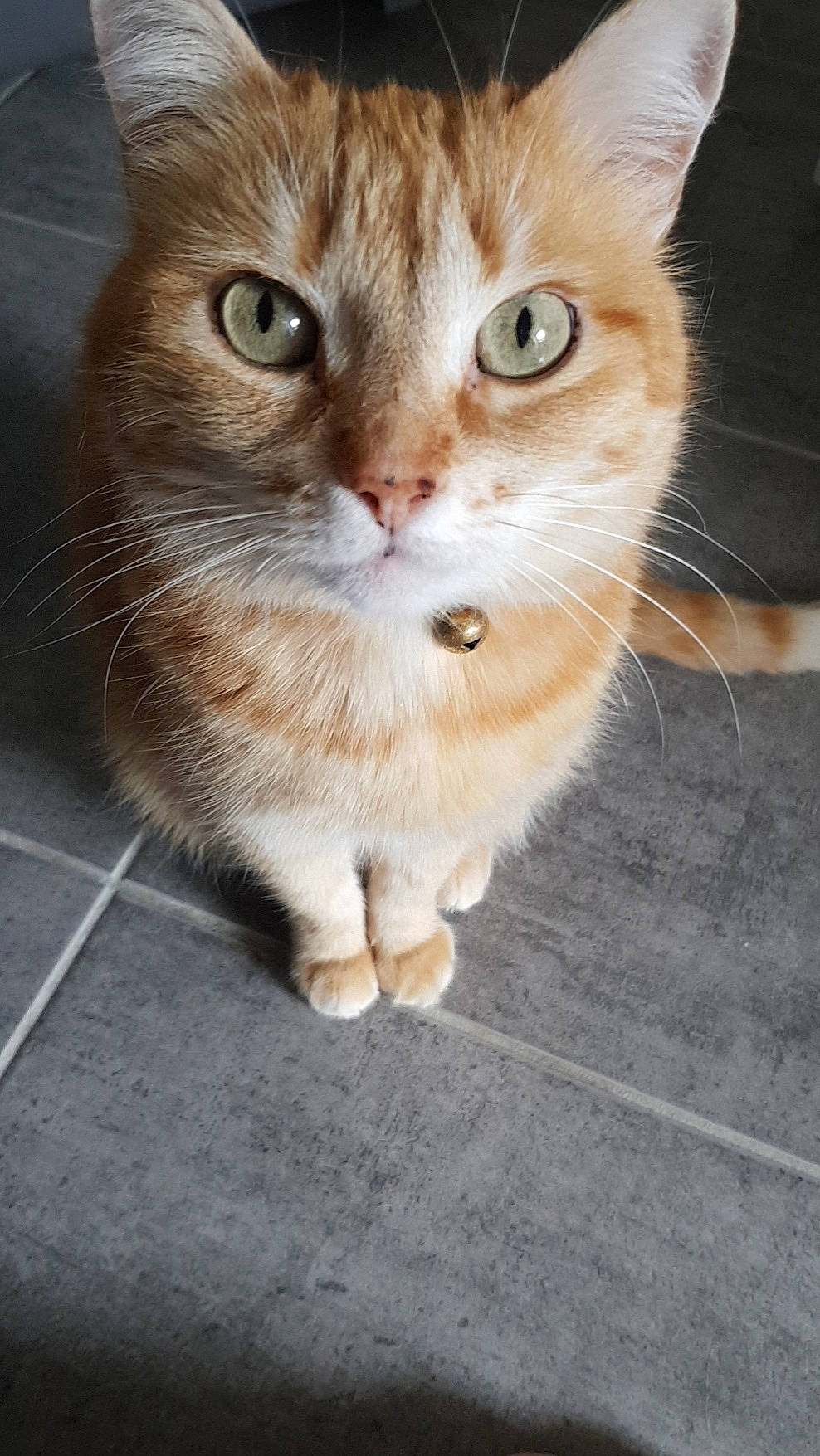 Bichette participe au concours pour gagner de l'argent avec cette photo : aegean_cat, american_wirehair, arabian_mau, asian, asian_semi_longhair, carnivore, cat, cymric, domestic_short_haired_cat, european_shorthair, eye, fawn, felidae, kitten, mammal, polydactyl_cat, small_to_medium_sized_cats, snout, tabby_cat, whiskers