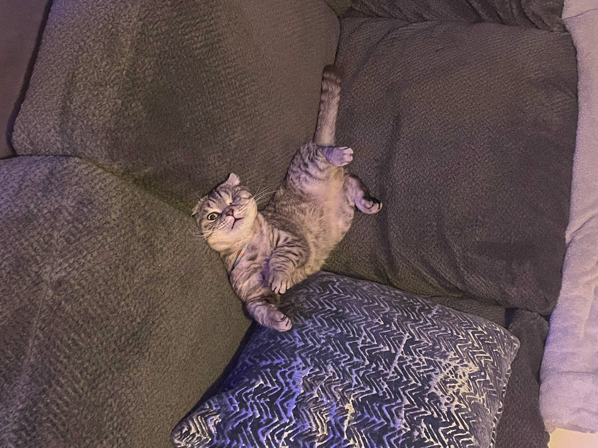 Popeye is registered to the contest to win money with this photo: bedding, carnivore, cat, claw, comfort, couch, domestic_short_haired_cat, fawn, felidae, fur, grey, linens, paw, pillow, purple, room, sitting, small_to_medium_sized_cats, tail, whiskers