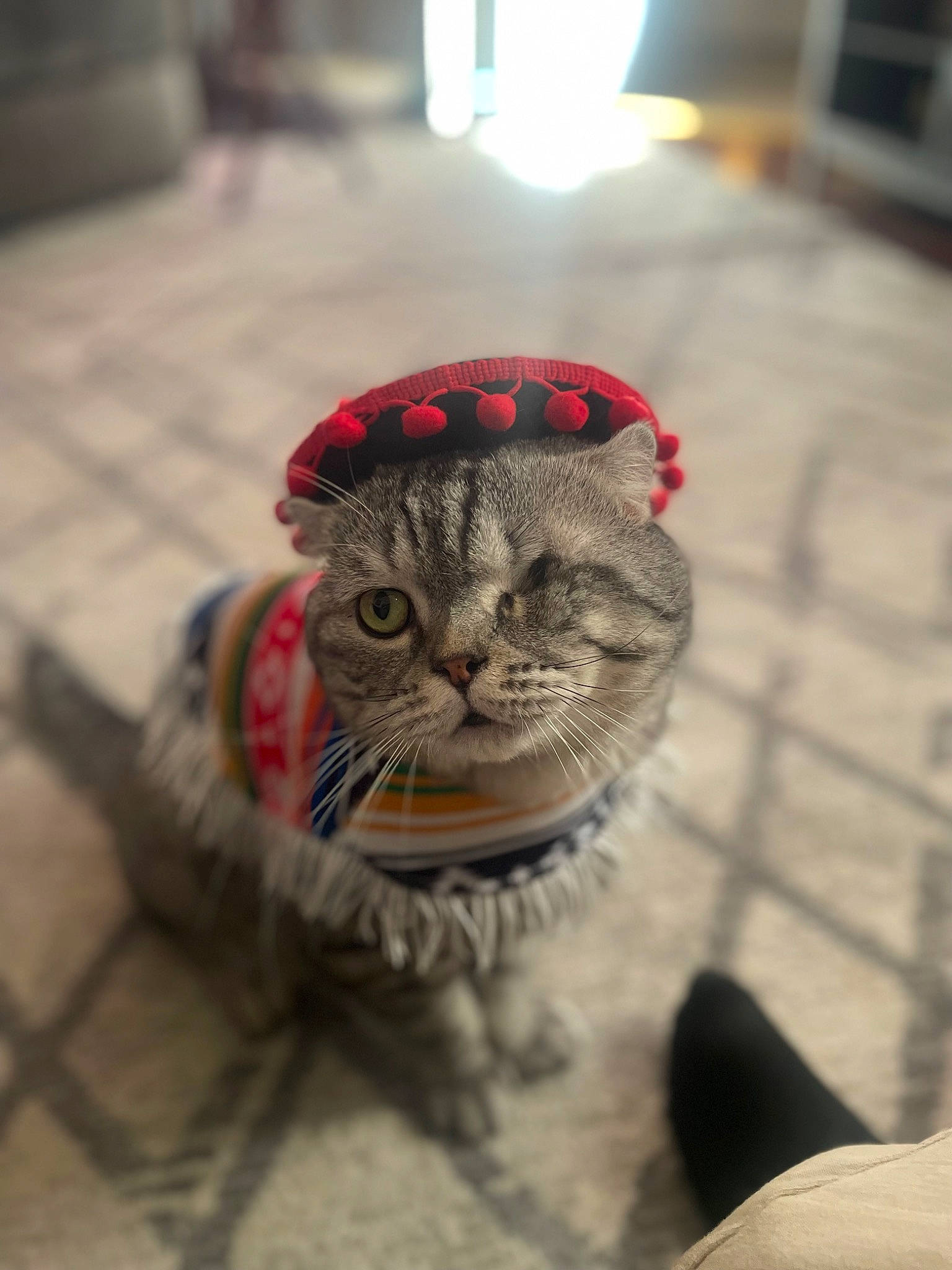 Popeye joined the competition — help win amazing prizes! art, carnivore, cat, claw, domestic_short_haired_cat, felidae, flooring, fur, grey, pattern, paw, sand, small_to_medium_sized_cats, snout, tail, terrestrial_animal, whiskers, wildlife, winter, wood