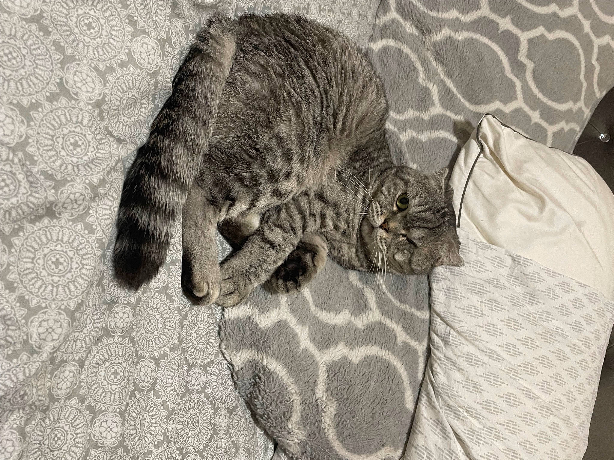 Popeye is registered to the contest to win money with this photo: art, carnivore, cat, claw, comfort, domestic_short_haired_cat, felidae, fur, grey, linens, monochrome, monochrome_photography, pattern, paw, small_to_medium_sized_cats, snout, tail, terrestrial_animal, whiskers, wildlife