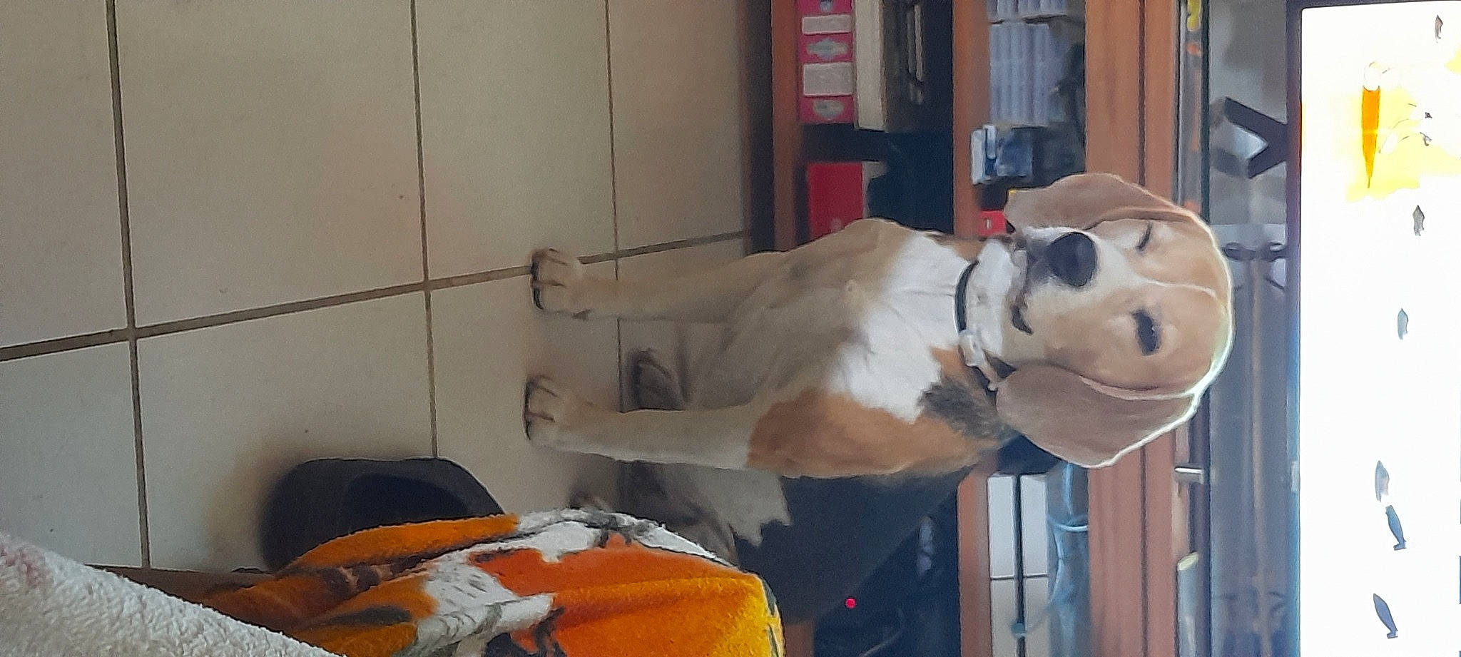 Nixon a rejoint le concours — aidez-le/la à gagner de superbes lots ! bag, canidae, carnivore, companion_dog, dog, dog_breed, fawn, flooring, fur, luggage_and_bags, non_sporting_group, room, snout, sporting_group, toy, working_animal