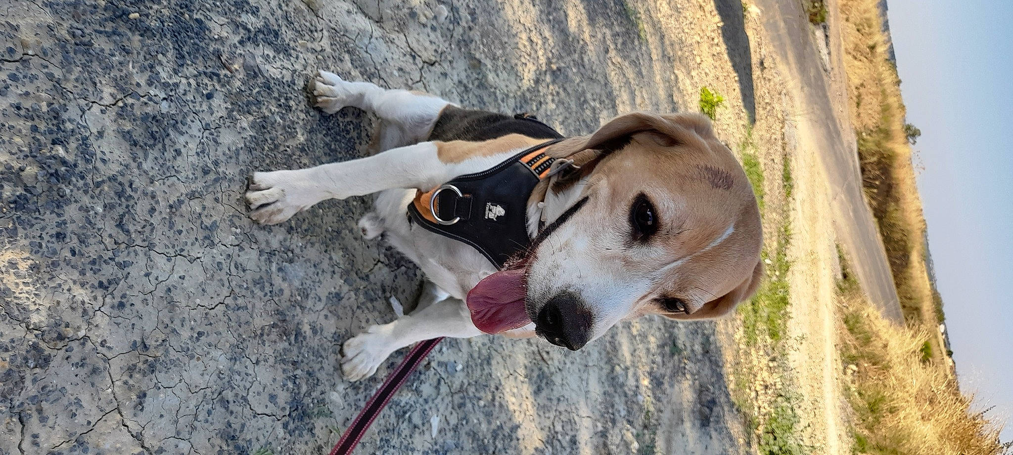 Nixon participe au concours pour gagner de l'argent avec cette photo : adventure, canidae, carnivore, collar, companion_dog, dog, dog_breed, dog_collar, dog_supply, fawn, hunting_dog, leash, non_sporting_group, pet_supply, plant, recreation, snout, sporting_group, working_animal, working_dog