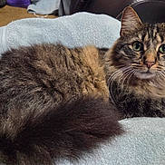 Chloe is registered to the contest to win money with this photo: animal, cat, close_up, companion, cozy, cute, domestic, feline, fluffy, fur, green_eyes, indoor, laying, pet, relaxed, resting, soft_texture, tabby, towel, whiskers