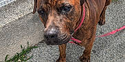 Vasco participe au concours pour gagner de l'argent avec cette photo : animal, brindle, brown, canine, closeup, collar, curious, dog, fence, footwear, guardrail, human, leash, outdoor, pavement, pet, pink, shadow, sidewalk, sunlight