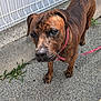 Vasco participe au concours pour gagner de l'argent avec cette photo : dog, brindle, collar, leash, pavement, outdoor, fence, curious, pet, canine, sunlight, shadow, footwear, human, sidewalk, animal, closeup, brown, pink, guardrail