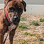 Vasco participe au concours pour gagner de l'argent avec cette photo : dog, brindle, collar, leash, outdoor, concrete, grass, gravel, pet, canine, animal, mammal, standing, closeup, brown, ears, face, snout, nature, daylight