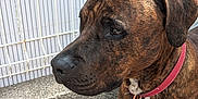 Vasco participe au concours pour gagner de l'argent avec cette photo : dog, brindle, collar, pet, animal, outdoor, fence, ground, grass, side_view, close_up, canine, leash, ears, snout, whiskers, alert, brown, black, white