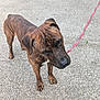 animal, brindle, canine, closeup, companion, curious, dog, domestic_animal, ears, four_legs, fur, leash, leashed, outdoor, pavement, pet, sidewalk, snout, standing, walking