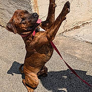 Vasco a rejoint le concours — aidez-le/la à gagner de superbes lots ! dog, brindle, playful, tongue_out, leash, collar, outdoor, sunny, sidewalk, shadow, fence, concrete, pet, animal, mammal, happy, paw, raised_paws, interaction, human_hand