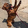 animal, brindle, collar, concrete, dog, fence, happy, human_hand, interaction, leash, mammal, outdoor, paw, pet, playful, raised_paws, shadow, sidewalk, sunny, tongue_out