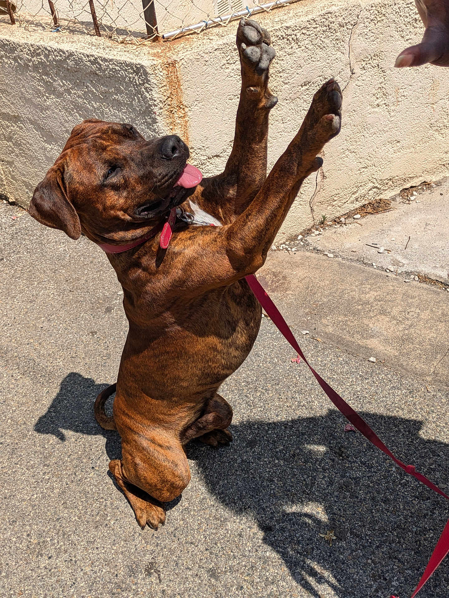 Vasco a rejoint le concours — aidez-le/la à gagner de superbes lots ! dog, brindle, playful, tongue_out, leash, collar, outdoor, sunny, sidewalk, shadow, fence, concrete, pet, animal, mammal, happy, paw, raised_paws, interaction, human_hand