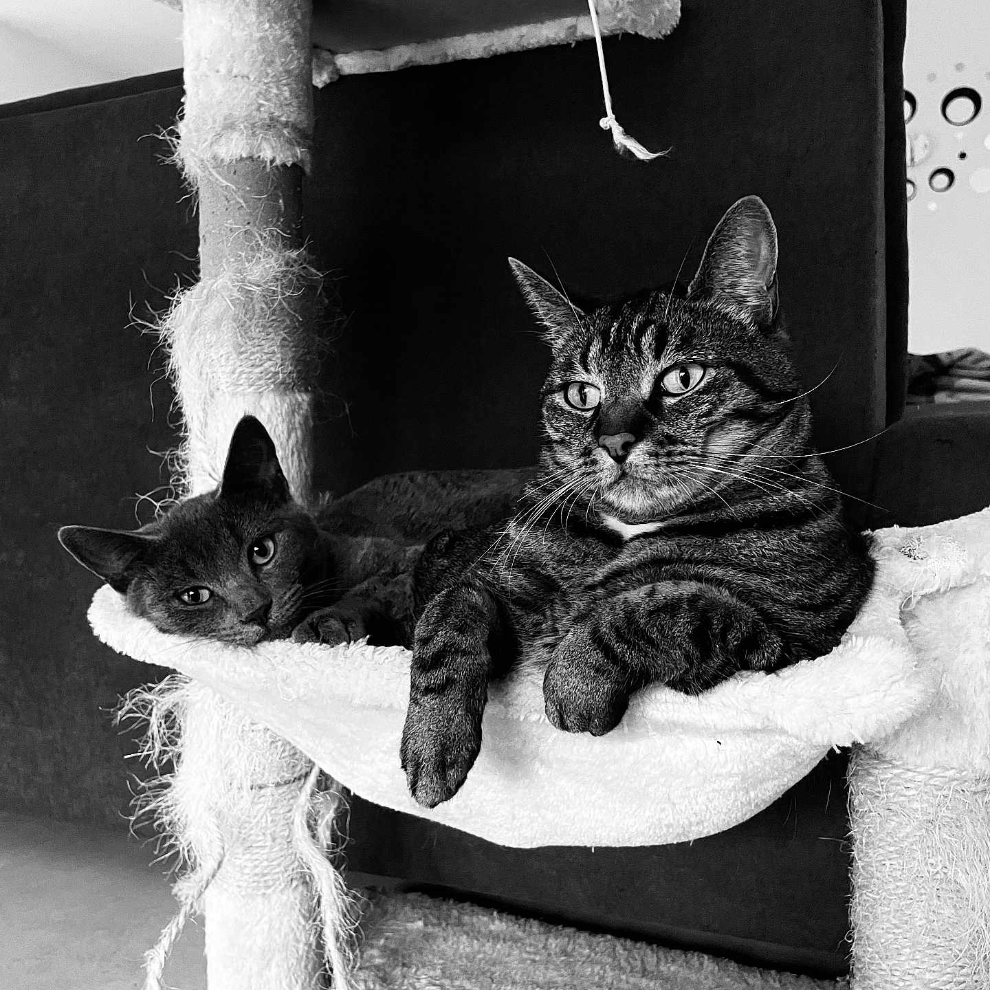 Simba Et Mya participe au concours pour gagner de l'argent avec cette photo : animal, black_and_white, cat, cats, companion, cozy, cute, feline, fur, hammock, home, indoor, pet, portrait, relaxed, resting, scratching_post, texture, two_animals, whiskers