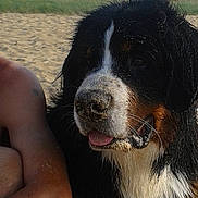 Léon participe au concours pour gagner de l'argent avec cette photo : bernese_mountain_dog, canidae, carnivore, companion_dog, dog, dog_breed, english_shepherd, karakachan_dog, landseer, mammal, nose, snout, sporting_group, tornjak, vertebrate, working_dog