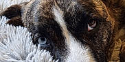 Mila participe au concours pour gagner de l'argent avec cette photo : dog, close_up, heterochromia, fluffy_blanket, resting, pet, animal, canine, fur, snout, ears, relaxed, cozy, indoor, portrait, brown_fur, white_fur, black_fur, soft_texture, sleepy