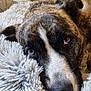 dog, close_up, heterochromia, fluffy_blanket, resting, pet, animal, canine, fur, snout, ears, relaxed, cozy, indoor, portrait, brown_fur, white_fur, black_fur, soft_texture, sleepy
