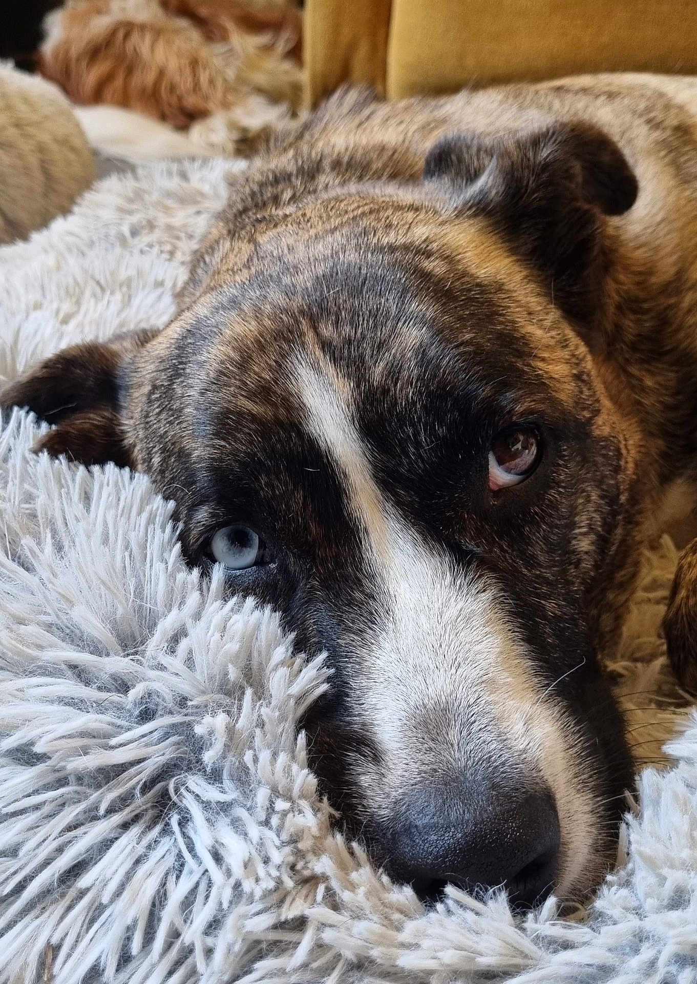 Mila participe au concours pour gagner de l'argent avec cette photo : dog, close_up, heterochromia, fluffy_blanket, resting, pet, animal, canine, fur, snout, ears, relaxed, cozy, indoor, portrait, brown_fur, white_fur, black_fur, soft_texture, sleepy