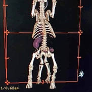 Mila participe au concours pour gagner de l'argent avec cette photo : dog, skeleton, bones, xray, medical_scan, internal_organs, grid, black_background, veterinary, anatomy, diagnostic_imaging, spine, legs, ribs, pelvis, scan, radiology, healthcare, bone_structure, animal
