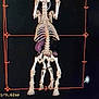 dog, skeleton, bones, xray, medical_scan, internal_organs, grid, black_background, veterinary, anatomy, diagnostic_imaging, spine, legs, ribs, pelvis, scan, radiology, healthcare, bone_structure, animal