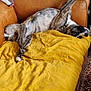 Mila a rejoint le concours — aidez-le/la à gagner de superbes lots ! dog, couch, yellow_blanket, leather, living_room, radiator, stuffed_toys, brown, relaxed, funny_pose, carpet, furniture, pet, indoor, cozy, animal, paw, snout, fur, home
