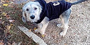Calypso participe au concours pour gagner de l'argent avec cette photo : canidae, carnivore, companion_dog, dog, dog_breed, mammal, petit_basset_griffon_vendeen, rare_breed_dog, sporting_group, terrier, vertebrate, west_highland_white_terrier