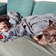 Calypso participe au concours pour gagner de l'argent avec cette photo : canidae, carnivore, comfort, companion_dog, dog, dog_breed, miniature_schnauzer, morkie, nap, puppy, terrier, toy_dog, yorkshire_terrier