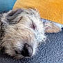 Calypso a rejoint le concours — aidez-le/la à gagner de superbes lots ! bolonka, canidae, carnivore, dog, dog_breed, dutch_smoushond, glen_of_imaal_terrier, grand_basset_griffon_vendeen, irish_wolfhound, mammal, old_english_sheepdog, petit_basset_griffon_vendeen, puppy, rare_breed_dog, schnoodle, small_terrier, snout, sporting_group, terrier, vertebrate