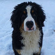 Olive participe au concours pour gagner de l'argent avec cette photo : bernese_mountain_dog, canidae, carnivore, companion_dog, dog, dog_breed, english_shepherd, giant_dog_breed, greater_swiss_mountain_dog, karakachan_dog, livestock_guardian_dog, mammal, moscow_watchdog, pyrenean_mastiff, rare_breed_dog, snout, sporting_group, tornjak, vertebrate, working_dog