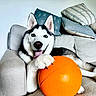 dog, husky, siberian_husky, pet, canine, animal, black_and_white, blue_eyes, open_mouth, tongue, happy, sitting, lying_down, paw, orange_ball, toy, couch, pillows, indoors, portrait