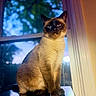 cat, siamese_cat, pet, animal, portrait, sitting, indoors, windowsill, window, reflection, fur, pointed_ears, blue_eyes, facial_mask, serious, dramatic_lighting, warm_light, cool_light, home, nature_background