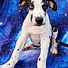 puppy, dog, dalmatian, spotted, black_and_white, sitting, portrait, pet, animal, canine, floppy_ears, blue_eyes, nose, paws, front_view, indoor, blanket, galaxy_background, sparkles, cute