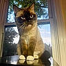 cat, feline, pet, animal, portrait, sitting, indoors, window, sunlight, reflection, whiskers, blue_eyes, pointed_ears, fluffy, fur, cream_coat, dark_face, paws, glossy_surface, serious_expression