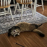 Hank joined the competition — help win amazing prizes! animal, cat, cat_toy, chair, cute, domestic_animal, flooring, fluffy, fun, furniture, home, indoor, pet, playful, relaxed, rug, surprised, table_leg, white_chair, wooden_floor