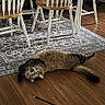 animal, cat, cat_toy, chair, cute, domestic_animal, flooring, fluffy, fun, furniture, home, indoor, pet, playful, relaxed, rug, surprised, table_leg, white_chair, wooden_floor