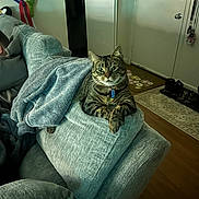 Krueger is registered to the contest to win money with this photo: cat, tabby_cat, pet, furniture, couch, blanket, indoor, living_room, door, floor, shoes, mat, collar, domestic_animal, relaxing, resting, animal, home, cozy, cute