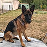 animal, backyard, canine, cloudy_sky, collar, daytime, dog, domestic_animal, fence, german_shepherd, grass, ground, nature, outdoor, pet, quiet, shed, sitting, table, trees