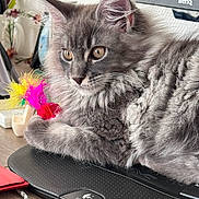 Arès a rejoint le concours — aidez-le/la à gagner de superbes lots ! kitten, cat, gray_cat, feather_toy, wrist_rest, logitech, desk, monitor, pet, feline, fluffy, indoor, closeup, animal, curious, playing, home, cute, young_cat, whiskers