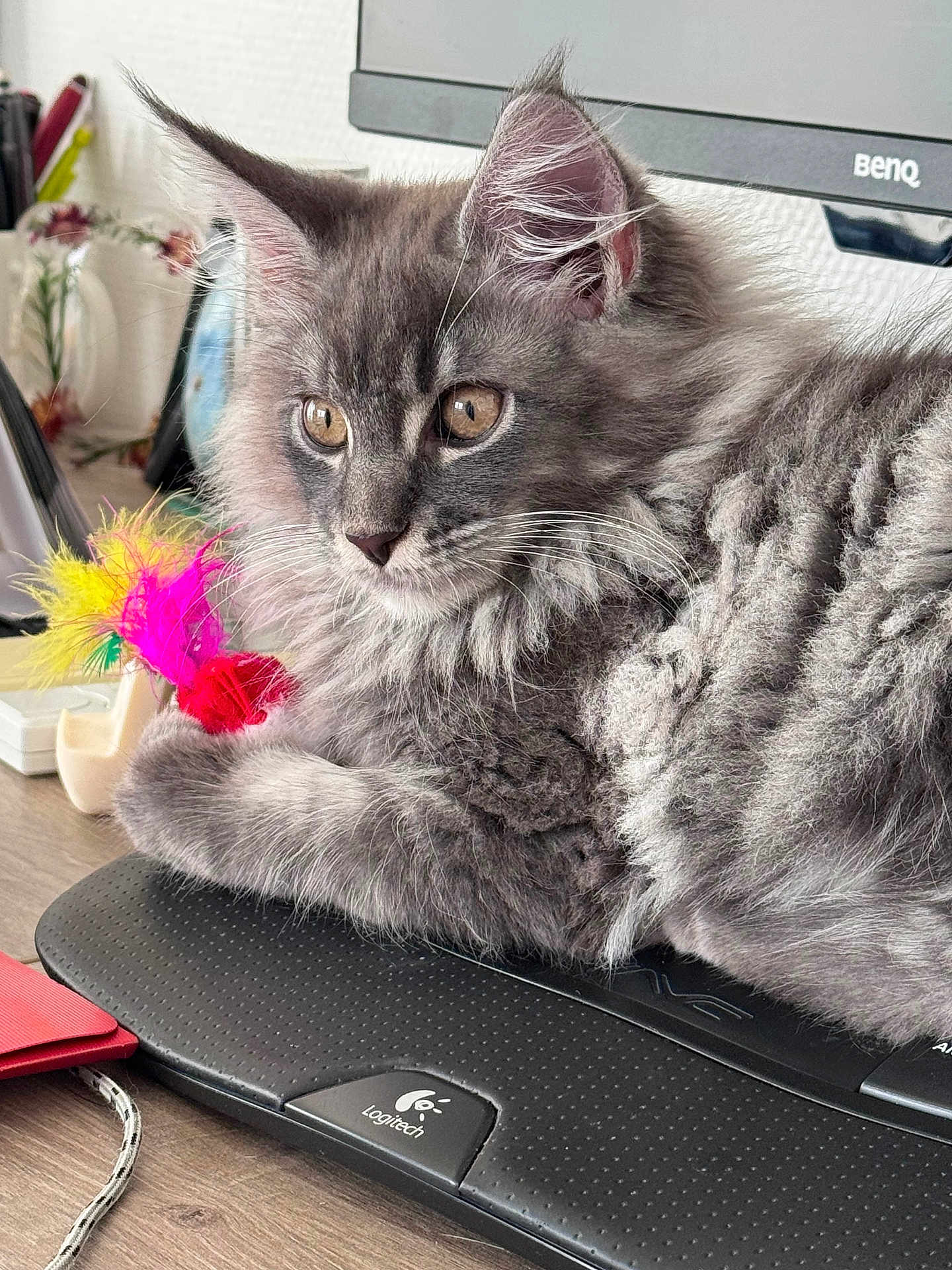 Arès a rejoint le concours — aidez-le/la à gagner de superbes lots ! kitten, cat, gray_cat, feather_toy, wrist_rest, logitech, desk, monitor, pet, feline, fluffy, indoor, closeup, animal, curious, playing, home, cute, young_cat, whiskers