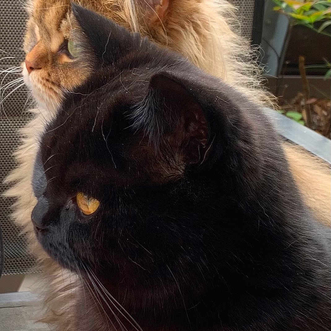 Olly Et Robby a rejoint le concours — aidez-le/la à gagner de superbes lots ! alert, animals, black_cat, cat, closeup, companions, curious, domestic_animal, ears, eyes, feline, fur, nature, orange_cat, outdoor, pets, portrait, profile, sitting, whiskers