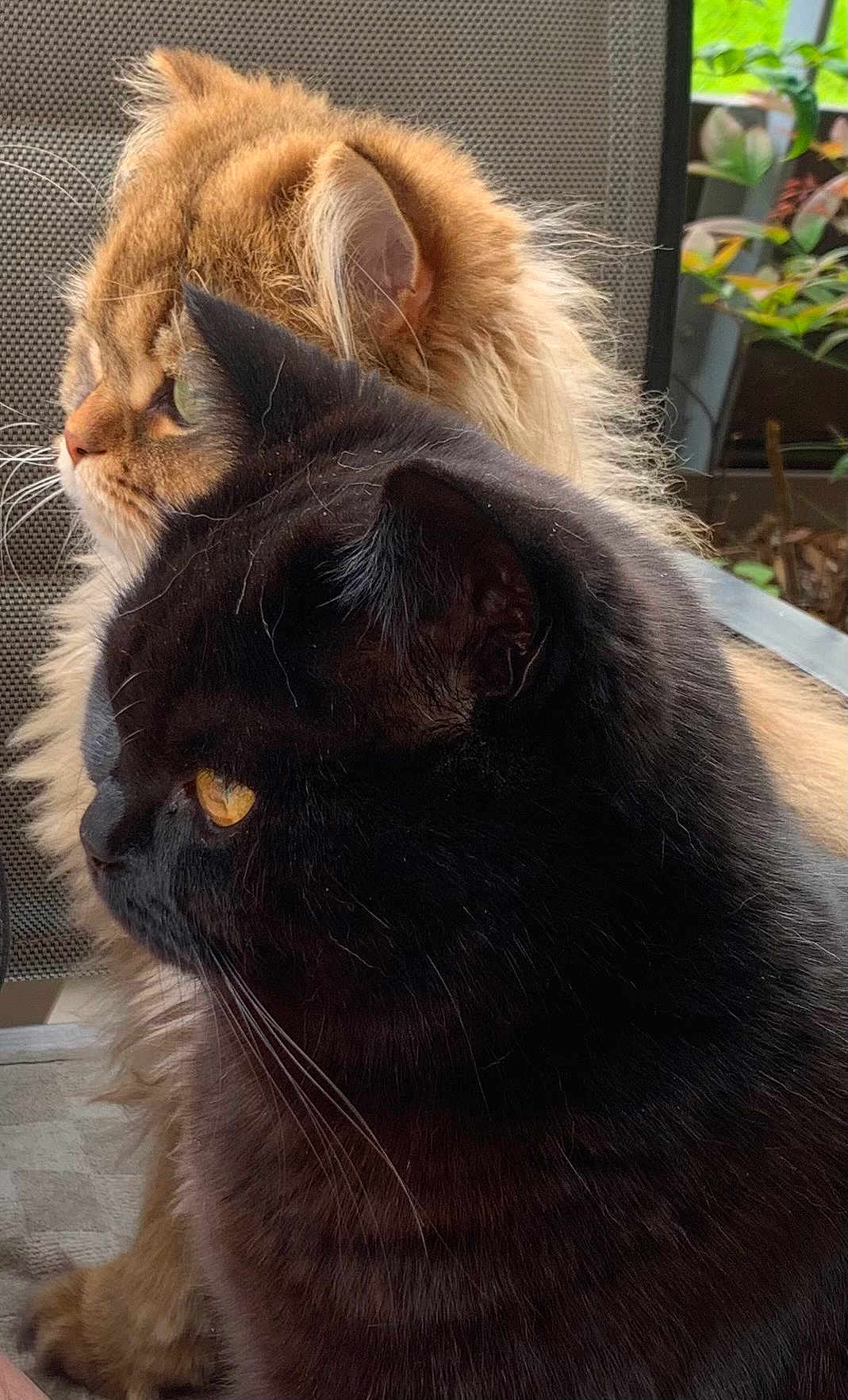 Olly Et Robby a rejoint le concours — aidez-le/la à gagner de superbes lots ! cat, black_cat, orange_cat, feline, pets, animals, whiskers, ears, fur, outdoor, nature, closeup, profile, sitting, domestic_animal, companions, curious, alert, eyes, portrait