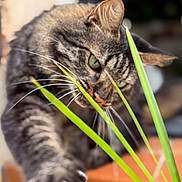 Mimine a rejoint le concours — aidez-le/la à gagner de superbes lots ! cat, tabby_cat, paw, claws, green_leaves, plant, whiskers, close_up, outdoor, blurred_background, feline, animal, pet, curious, playful, window_sill, fur, ears, eyes, nature