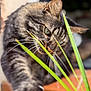 cat, tabby_cat, paw, claws, green_leaves, plant, whiskers, close_up, outdoor, blurred_background, feline, animal, pet, curious, playful, window_sill, fur, ears, eyes, nature